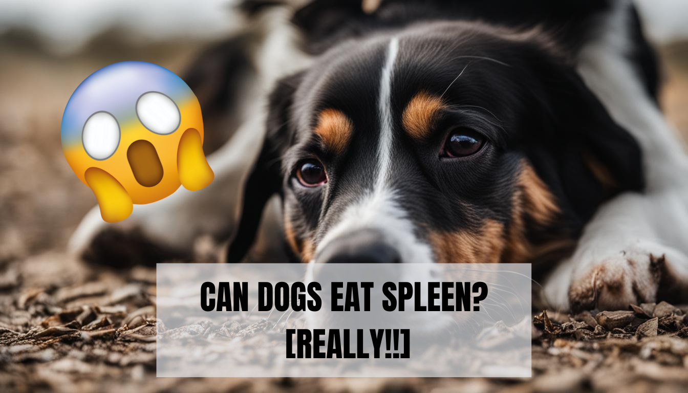 CAN DOGS EAT SPLEEN?